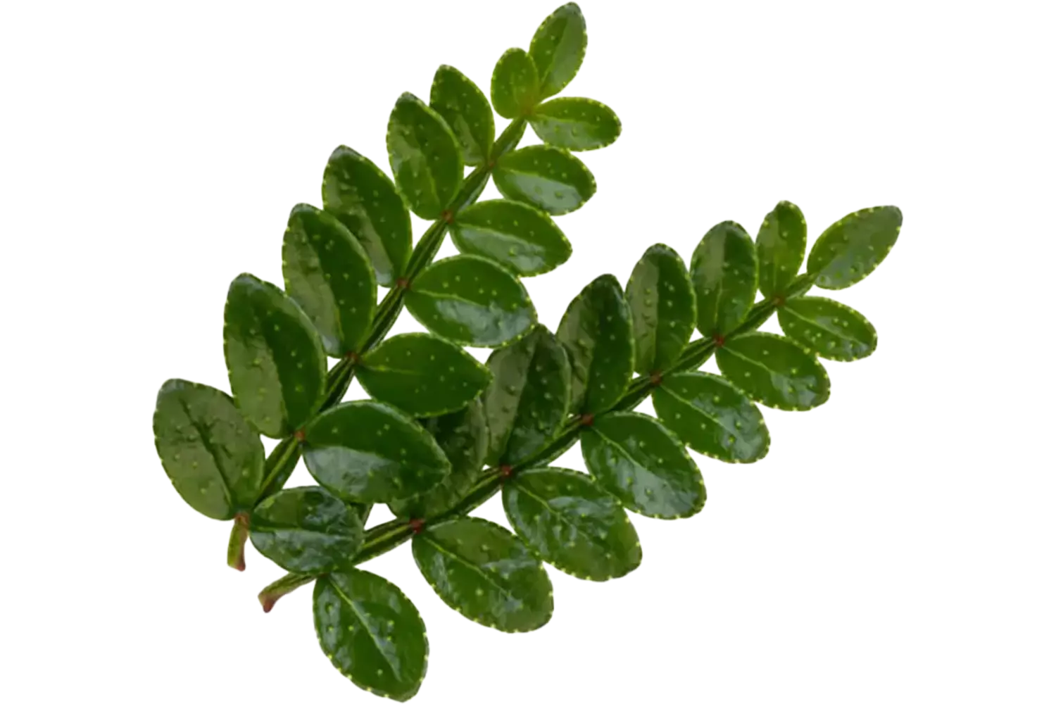 Sansho leaves (+-- 25 blaadjes-schaal) kist 8 stuks